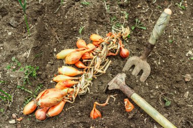 Bahçe aletleri, taze taze filizler, filizler. Bahçıvanlık konsepti. Bahar mevsiminde yetişen bitkiler. Soğan, kürek, kürek çatalı, toprak.