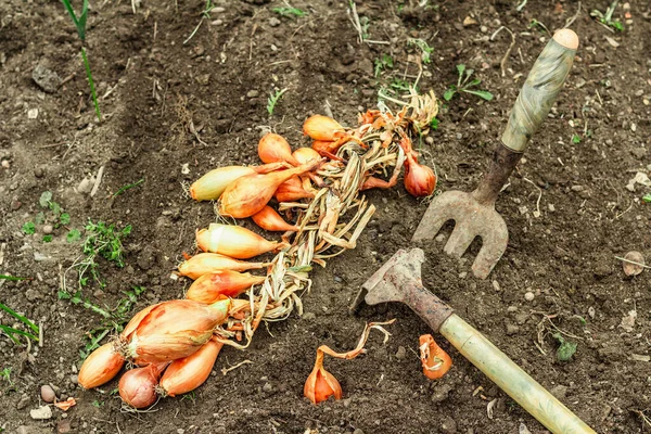 Bahçe aletleri, taze taze filizler, filizler. Bahçıvanlık konsepti. Bahar mevsiminde yetişen bitkiler. Soğan, kürek, kürek çatalı, toprak.