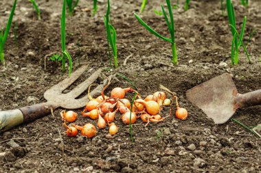 Bahçe aletleri, taze taze filizler, filizler. Bahçıvanlık konsepti. Bahar mevsiminde yetişen bitkiler. Soğan, kürek, kürek çatalı, toprak.