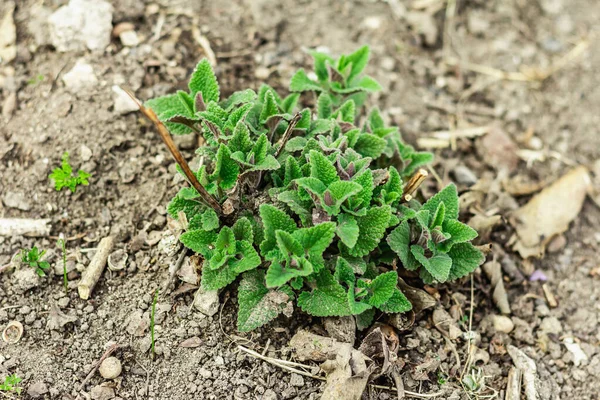 Melissa Bush Groeit Tuin Zaailingen Kweken Van Jonge Citroenmelisse Lente — Stockfoto