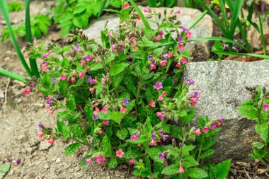 Açan Pulmonaria (akciğer otu) çalıları. Dekoratif taşları olan genç çiçekler. Bahçe işleri kavramsal arka plan, açık hava bahar tarzı