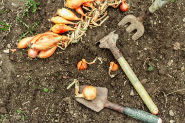 Bahçe aletleri, taze taze filizler, filizler. Bahçıvanlık konsepti. Bahar mevsiminde yetişen bitkiler. Soğan, kürek, kürek çatalı, toprak.