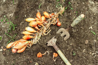 Bahçe aletleri, taze taze filizler, filizler. Bahçıvanlık konsepti. Bahar mevsiminde yetişen bitkiler. Soğan, kürek, kürek çatalı, toprak.