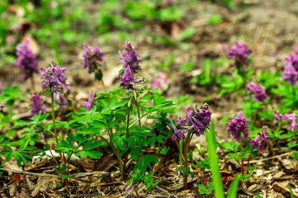 Corydalis Solida Garden Традиционное Весеннее Растение Лесах Северной Европы Азии — стоковое фото