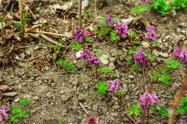 庭のコリダリス ソリダ 北ヨーロッパやアジアの森の中の伝統的な春の植物 四季折々の花々の背景コンセプト — ストック写真