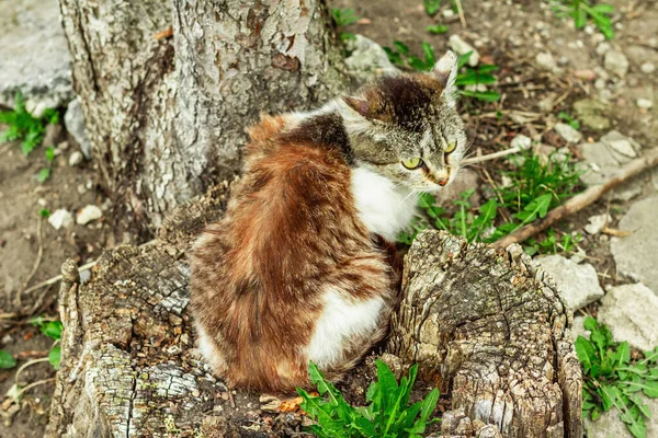 Gato Está Sentado Rua Gato Doméstico Foi Dar Passeio Jardim — Fotografia de Stock