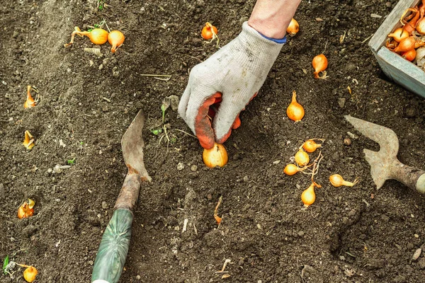 Bahçıvanlık kavramsal arka plan. Kadının elleri toprağa küçük soğanlar ekiyor. Bahar mevsimi iç bahçesinde açık hava çalışmaları