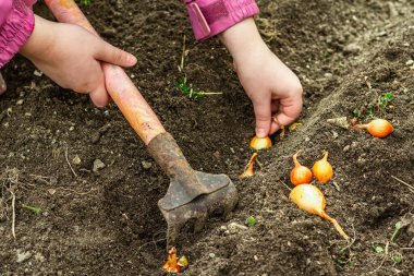 Bahçıvanlık kavramsal arka plan. Çocukların elleri toprağa küçük soğanlar ekiyor. Bahar mevsimi iç bahçesinde açık hava çalışmaları
