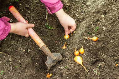 Bahçıvanlık kavramsal arka plan. Çocukların elleri toprağa küçük soğanlar ekiyor. Bahar mevsimi iç bahçesinde açık hava çalışmaları