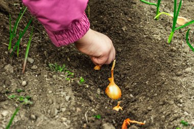 Bahçıvanlık kavramsal arka plan. Çocukların elleri toprağa küçük soğanlar ekiyor. Bahar mevsimi iç bahçesinde açık hava çalışmaları