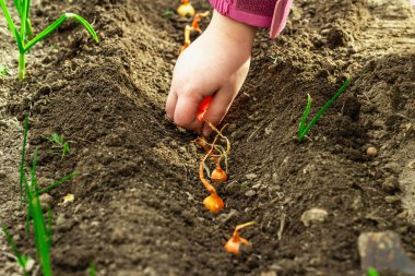 Bahçıvanlık kavramsal arka plan. Çocukların elleri toprağa küçük soğanlar ekiyor. Bahar mevsimi iç bahçesinde açık hava çalışmaları