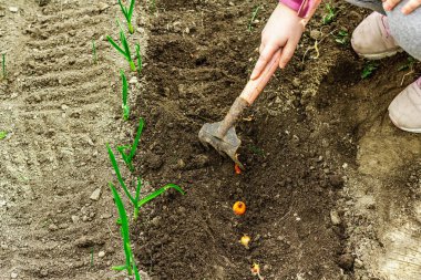 Bahçıvanlık kavramsal arka plan. Çocukların elleri toprağa küçük soğanlar ekiyor. Bahar mevsimi iç bahçesinde açık hava çalışmaları
