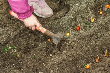 Bahçıvanlık kavramsal arka plan. Çocukların elleri toprağa küçük soğanlar ekiyor. Bahar mevsimi iç bahçesinde açık hava çalışmaları