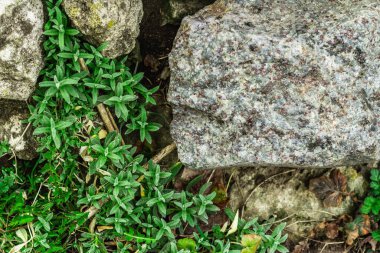 Taşların üzerindeki Cerastium tomentosum 'a tırmanıyorum. Alpine Hill için dekoratif bahçe işleri. Peyzaj tasarımı konsepti örneği, bahçe tasarımı.