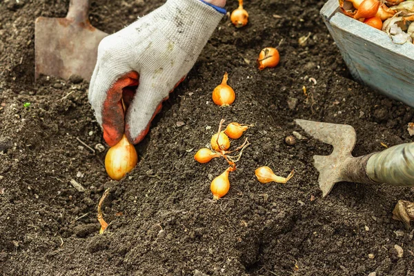 Pochodzenie Koncepcyjne Ogrodnictwa Kobiece Dłonie Sadzające Cebulę Ziemi Sezon Wiosenny — Zdjęcie stockowe