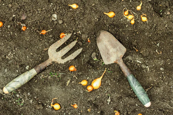 Tuingereedschap Verse Jonge Spruiten Zaailing Tuinieren Concept Achtergrond Lente Seizoen — Stockfoto