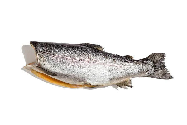 Тело Форели Изолировано Белом Фоне Морская Рыба Здоровая Пища Макет — стоковое фото