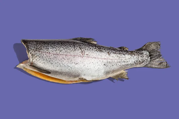 Öring Kadaver Isolerad Mycket Peri Färg Bakgrund Havsfisk Hälsosam Mat — Stockfoto