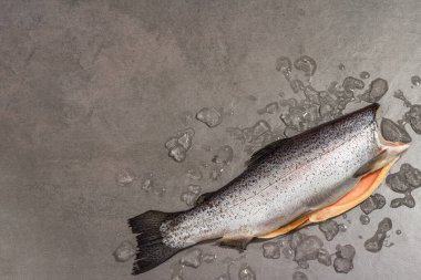 Gri beton arka planda buzlu çiğ alabalık leşi. Deniz balığı, sağlıklı yiyecek, modaya uygun sert ışık, karanlık gölge, üst manzara.