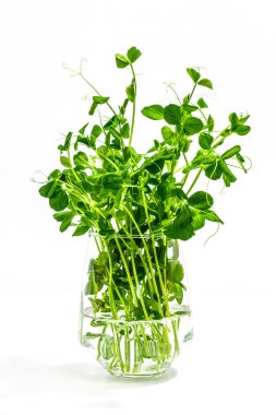 Beyaz arka planda izole edilmiş taze bezelye filizleri. Sağlıklı bir yaşam tarzı için taze gıda. Bahar yeşili renk fabrikası, modaya uygun sert ışık, koyu gölge