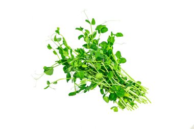 Beyaz arka planda izole edilmiş taze bezelye filizleri. Sağlıklı bir yaşam tarzı için taze gıda. Bahar yeşili renk fabrikası, modaya uygun sert ışık, koyu gölge