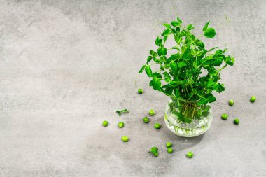 Taze bezelye filizi. Sağlıklı bir yaşam tarzı için taze gıda. Modaya uygun sert ışık, karanlık gölge. gri taş beton zemin