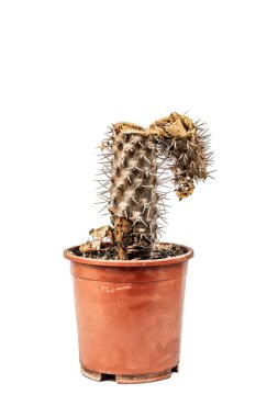 Beyaz arka planda izole edilmiş bir tencerede çürümüş Pachypodium. Örnek olarak kaktüs mantarı ve bakteri hastalığı, ya da aşırı su. Kapalı bitki bakımı