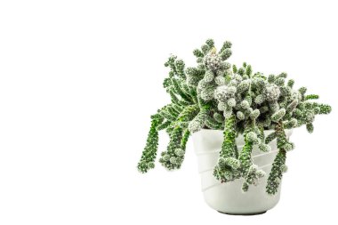 Mammillaria gracilis fragilis beyaz arka planda izole edilmiş bir saksıda. Hızlı büyüyen kaktüsler, kapalı alanda bahçe işleri.