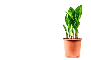 Beyaz arka planda izole edilmiş bir saksıda kara büyü. Bitki örtüsü tüberküloz çiçekleri, kapalı alanda bahçe işleri.