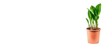 Beyaz arka planda izole edilmiş bir saksıda kara büyü. Bitki örtüsü tüberküloz çiçekleri, kapalı alanda bahçe işleri.