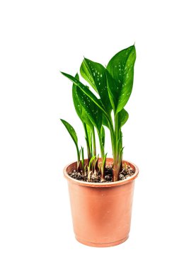 Beyaz arka planda izole edilmiş bir saksıda kara büyü. Bitki örtüsü tüberküloz çiçekleri, kapalı alanda bahçe işleri.