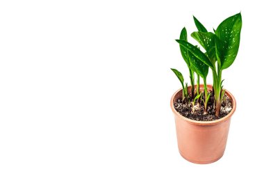 Beyaz arka planda izole edilmiş bir saksıda kara büyü. Bitki örtüsü tüberküloz çiçekleri, kapalı alanda bahçe işleri.