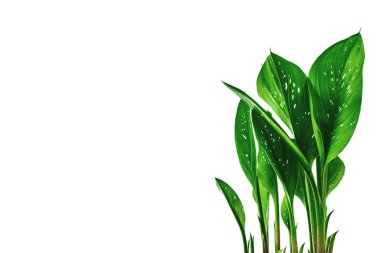 Beyaz arka planda izole edilmiş bir saksıda kara büyü. Bitki örtüsü tüberküloz çiçekleri, kapalı alanda bahçe işleri.