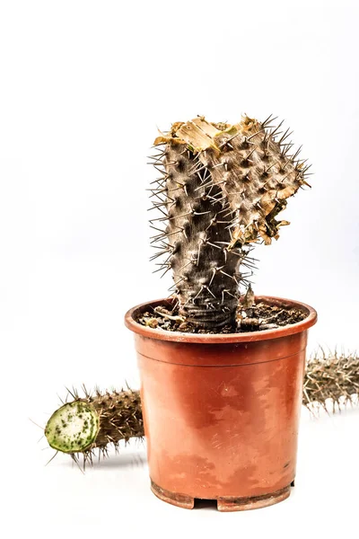 Rotten Pachypodium in a pot isolated on a white background. Example cactus fungal and bacteria disease, or over-water. Indoor plant care