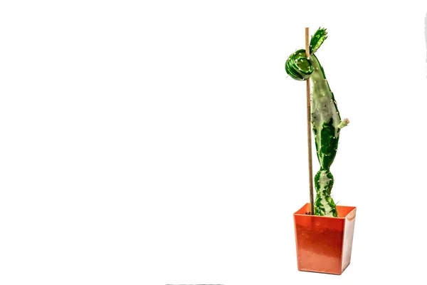 Opuntia Monacantha Variegata Растительном Горшке Изолированном Белом Фоне Быстрорастущий Кактус — стоковое фото