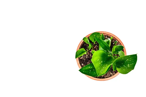 Calla Fekete Mágia Egy Növény Pot Elszigetelt Fehér Háttérrel Hüvelyes — Stock Fotó