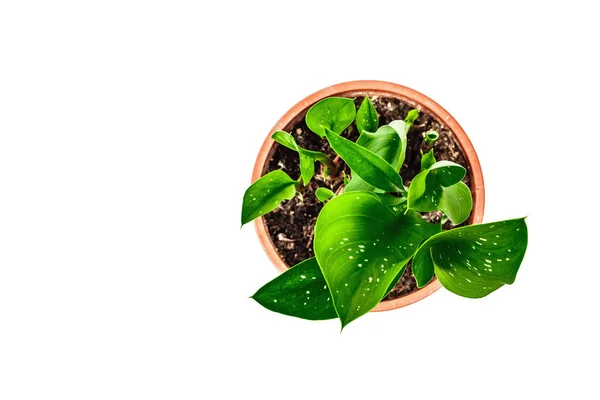 Calla Black Magic in a plant pot isolated on white background. Herbaceous perennial tuberous flowering plant, indoor gardening, top view