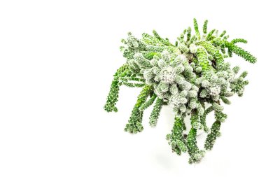 Mammillaria gracilis fragilis beyaz arka planda izole edilmiş bir saksıda. Hızlı büyüyen kaktüsler, kapalı alanda bahçe işleri.