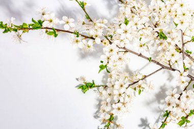 Beyaz arka planda izole edilmiş kiraz dalları. Kutlama kartı, geleneksel bahar çiçekleri. Düz yatış, model, şablon