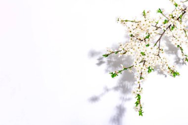 Beyaz arka planda izole edilmiş kiraz dalları. Kutlama kartı, geleneksel bahar çiçekleri. Düz yatış, model, şablon