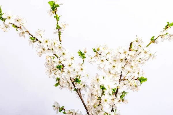 Blooming Cherry Plum Branches Isolated White Background Festive Greeting Card — ストック写真