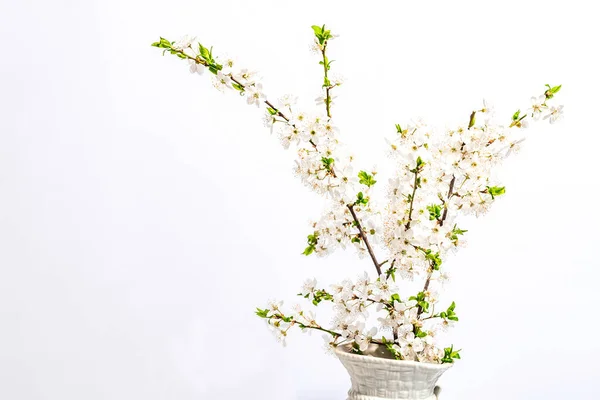 Blooming Cherry Plum Branches Isolated White Background Festive Greeting Card — Fotografia de Stock