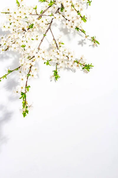 Blomstrende Kirsebær Blomme Grene Isoleret Hvid Baggrund Festligt Lykønskningskort Traditionelle - Stock-foto