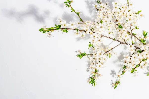 Blomstrende Kirsebær Blomme Grene Isoleret Hvid Baggrund Festligt Lykønskningskort Traditionelle - Stock-foto