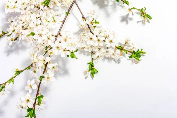 Blooming Cherry Plum Branches Isolated White Background Festive Greeting Card — ストック写真