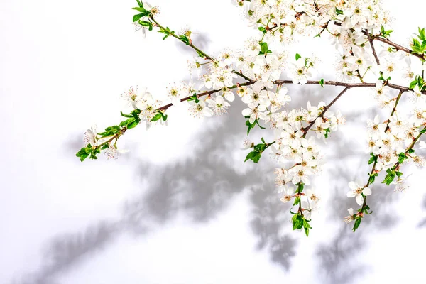Blomstrende Kirsebær Blomme Grene Isoleret Hvid Baggrund Festligt Lykønskningskort Traditionelle - Stock-foto
