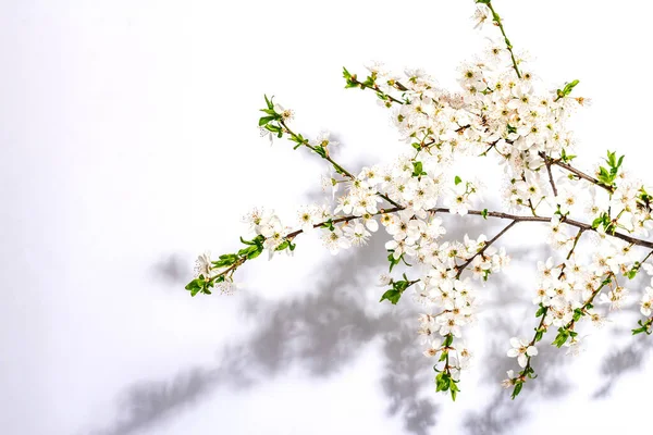 Blooming Cherry Plum Branches Isolated White Background Festive Greeting Card — ストック写真