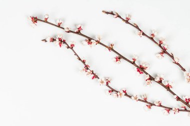 Beyaz arka planda, çiçek açan kayısı dalları. Kutlama kartı, geleneksel bahar çiçekleri. Düz yatış, model, şablon