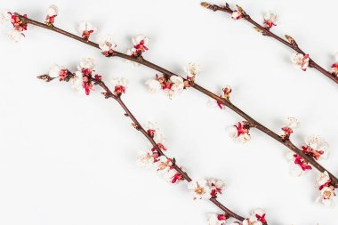 Beyaz arka planda, çiçek açan kayısı dalları. Kutlama kartı, geleneksel bahar çiçekleri. Düz yatış, model, şablon