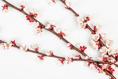Beyaz arka planda, çiçek açan kayısı dalları. Kutlama kartı, geleneksel bahar çiçekleri. Düz yatış, model, şablon